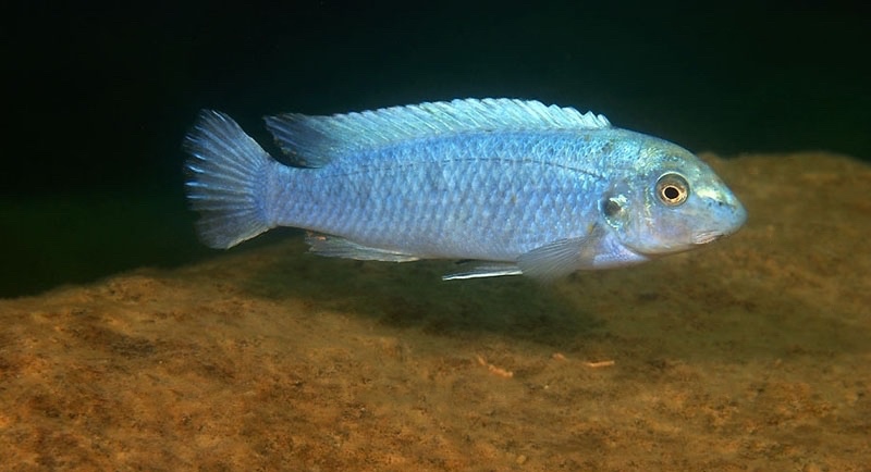 Labeotropheus trewavasae 'Mara Rocks'